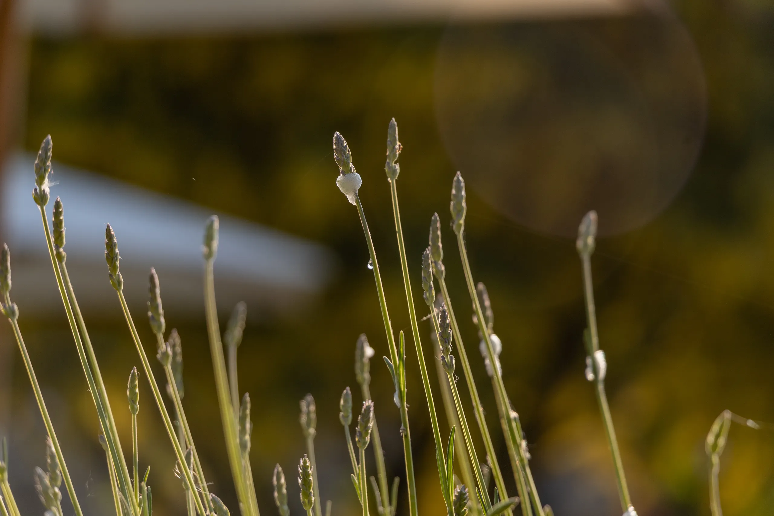 Close-up of lavender stems backlit by warm evening sunlight with soft bokeh in the background