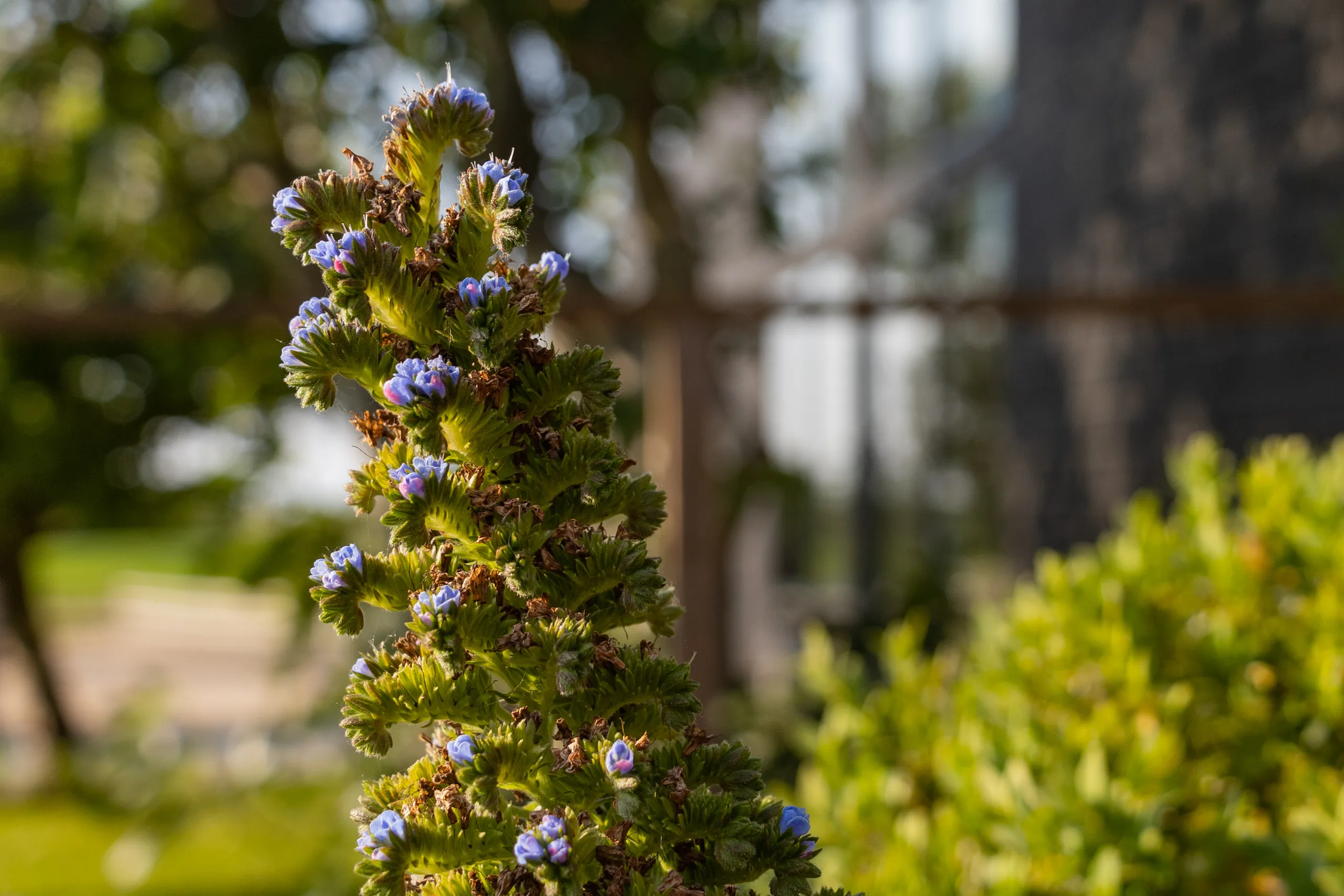 Close-up of a tall flower spike with small blue blossoms and green foliage, with a softly blurred garden background.