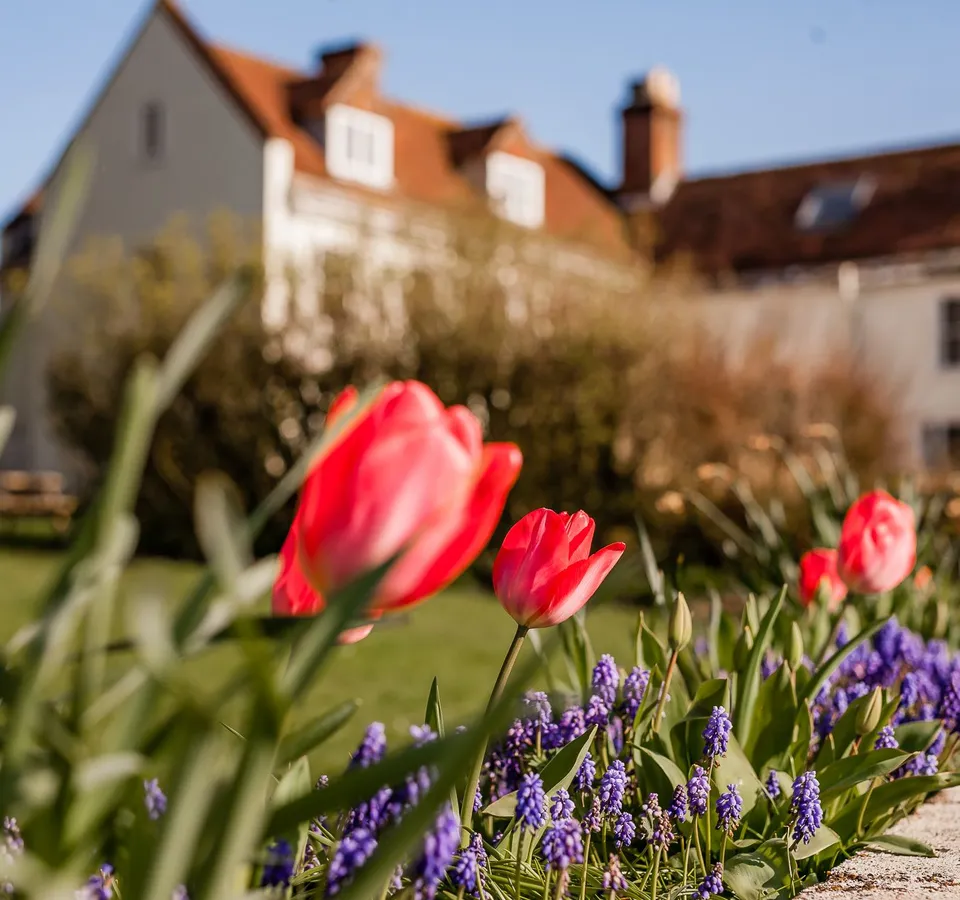 Pink tulips and purple grape hyacinths in a garden border with Tapnell Manor in the background