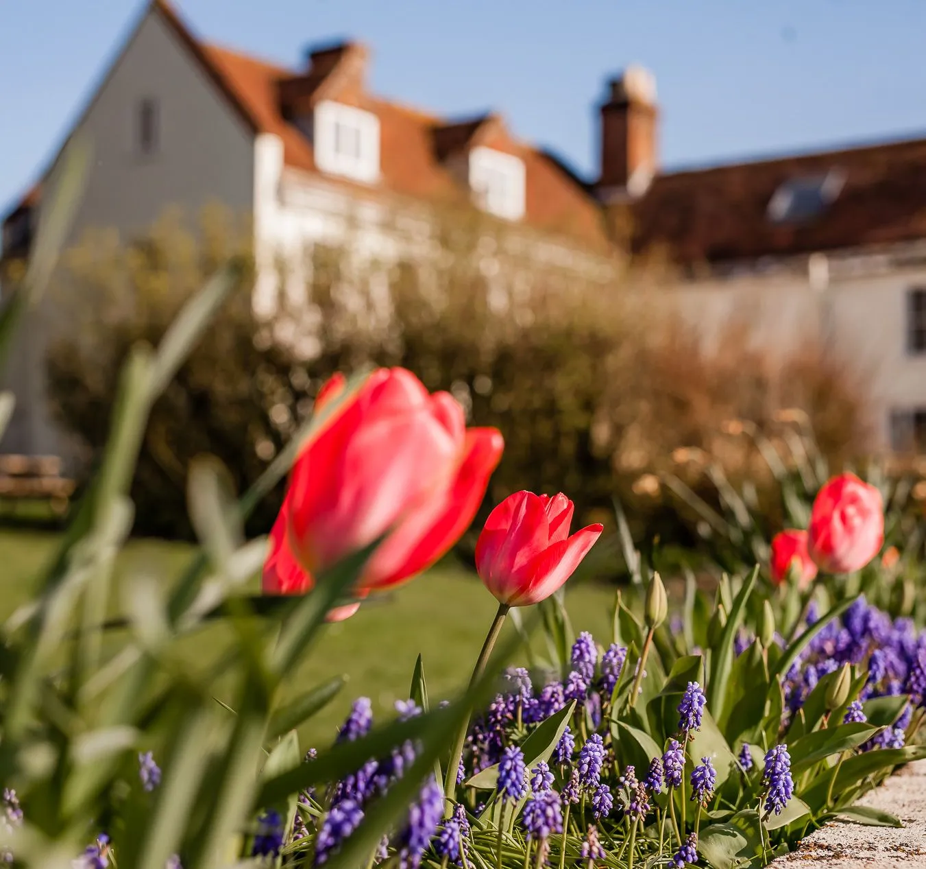 Pink tulips and purple grape hyacinths in a garden border with Tapnell Manor in the background