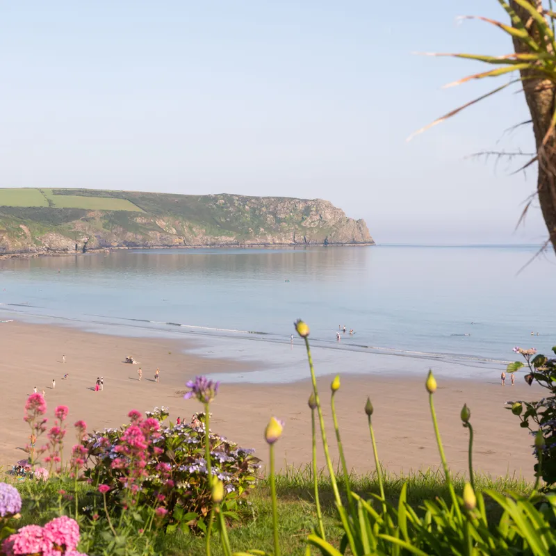 View across a sandy bay towards rocky coastal cliffs, framed by flowering plants and a palm-like tree.