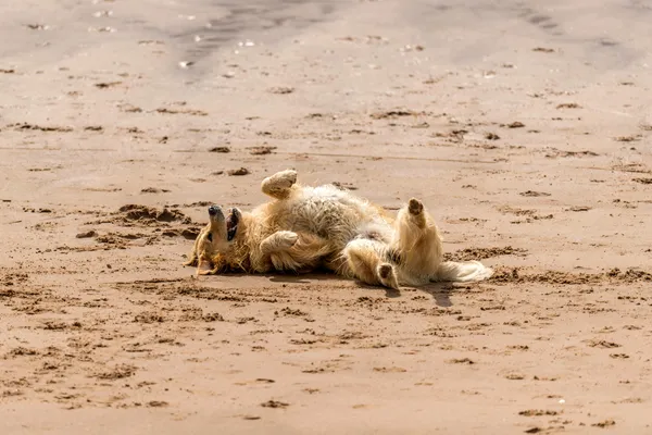 Golden retriever rolling playfully on its back in the sand at a beach