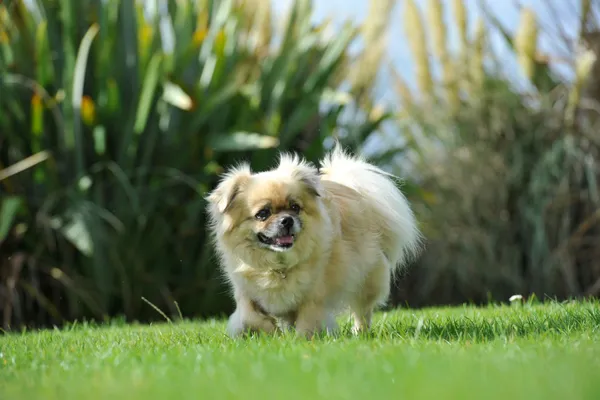 Small fluffy cream dog standing on green grass in a sunlit garden