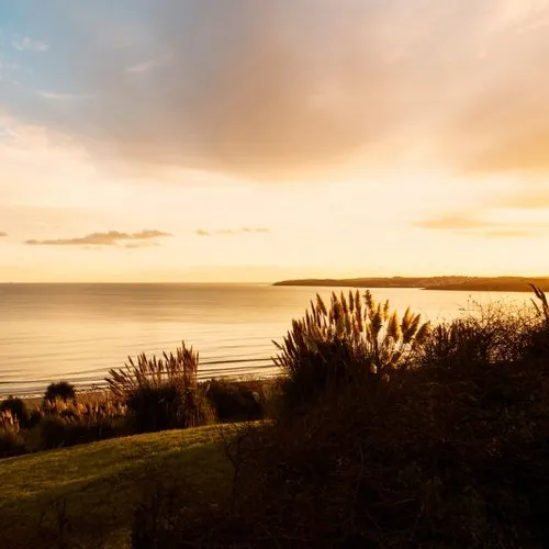 Golden sunset over a calm bay, with grasses and shrubs in the foreground
