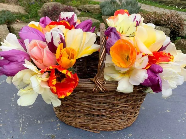 Wicker basket overflowing with colourful tulips and daffodils on an outdoor table