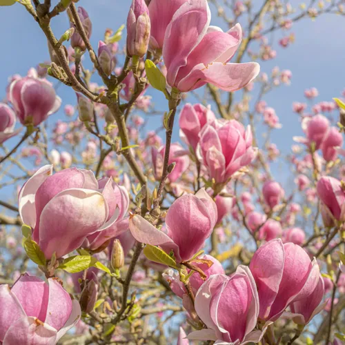 Pink magnolia blossoms on tree branches against a blue sky