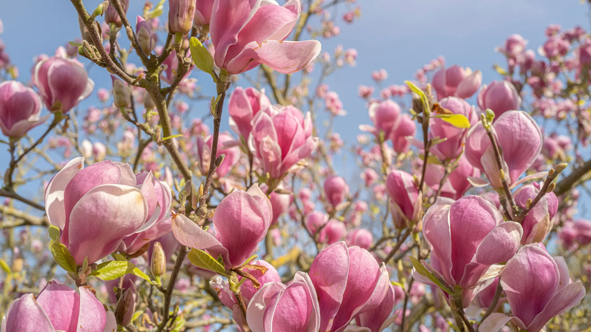 Pink magnolia blossoms on tree branches against a blue sky