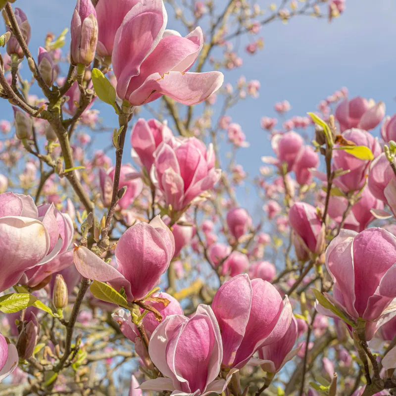 Pink magnolia blossoms on tree branches against a blue sky