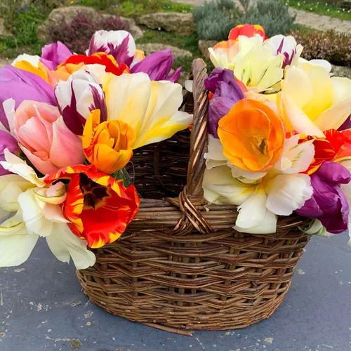 Wicker basket overflowing with colourful tulips on a grey outdoor table