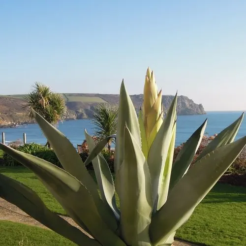 Large agave plant in the foreground overlooking a blue sea and rugged coastal cliffs