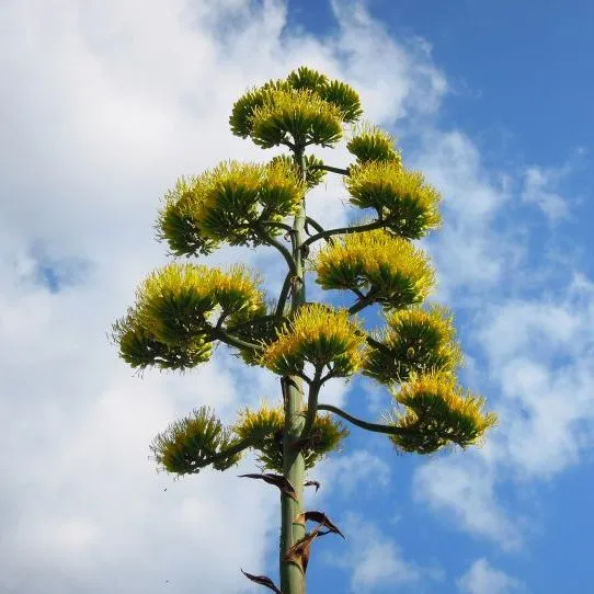 Tall agave flower stalk with clusters of yellow-green blooms against a blue, cloudy sky