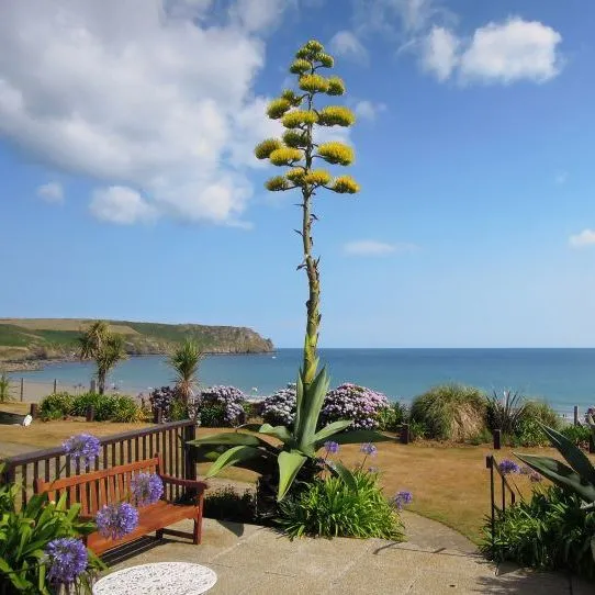 Tall flowering agave in a coastal garden overlooking the beach and sea