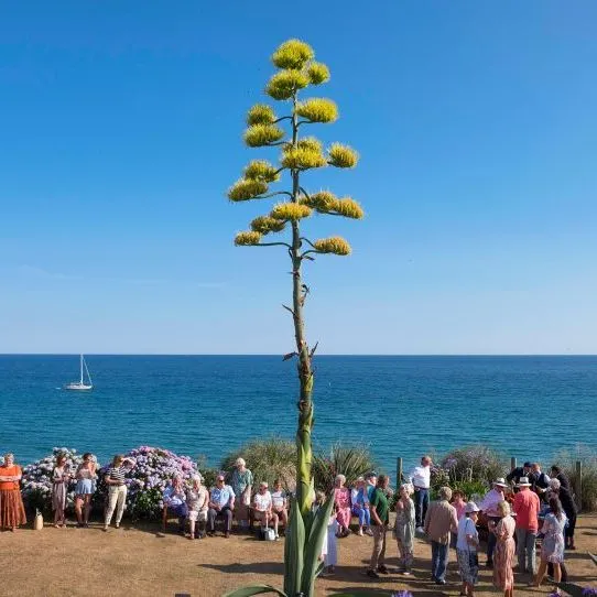 Tall flowering agave overlooking a seaside gathering, with a sailing boat on the horizon