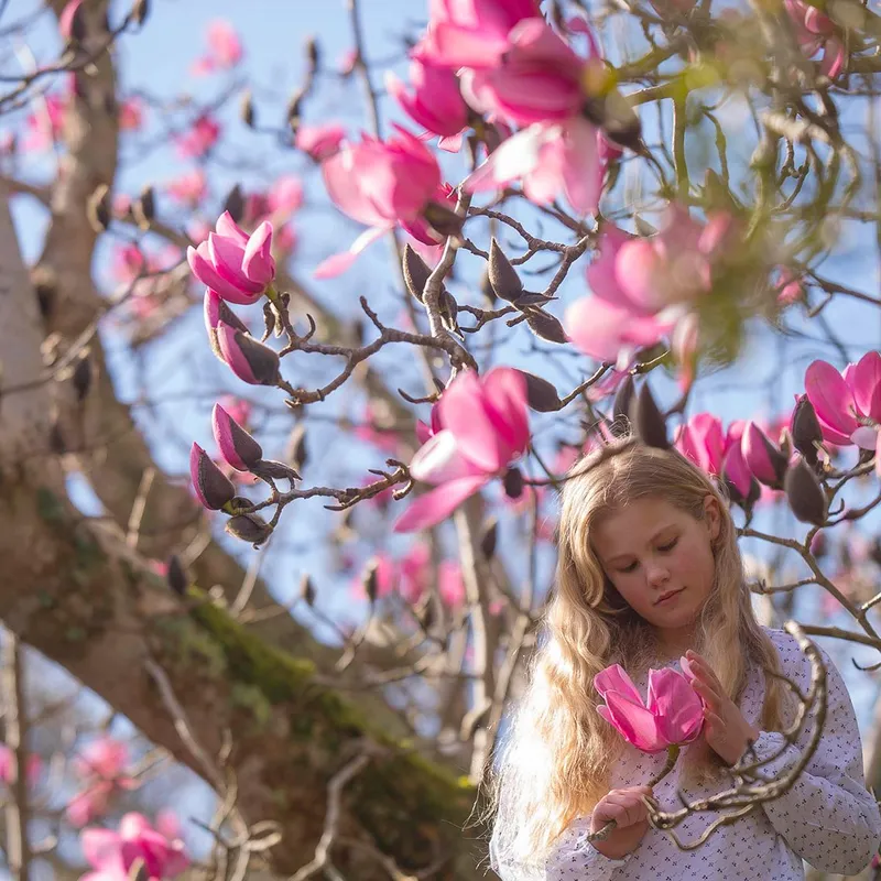 Young girl standing beneath blooming pink magnolia branches, gently holding a magnolia flower.