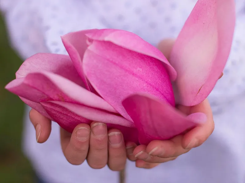 Hands gently holding bright pink magnolia petals
