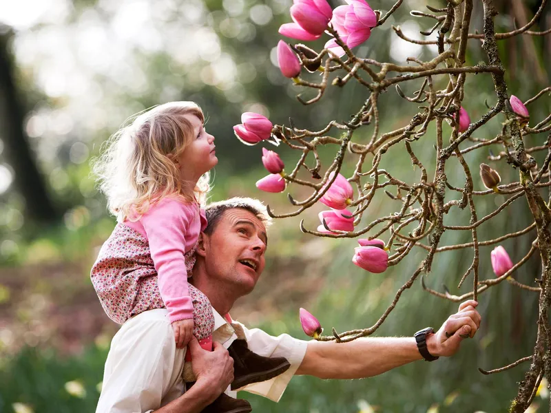 Man carrying a young girl on his shoulders as they look at pink magnolia blossoms on a tree