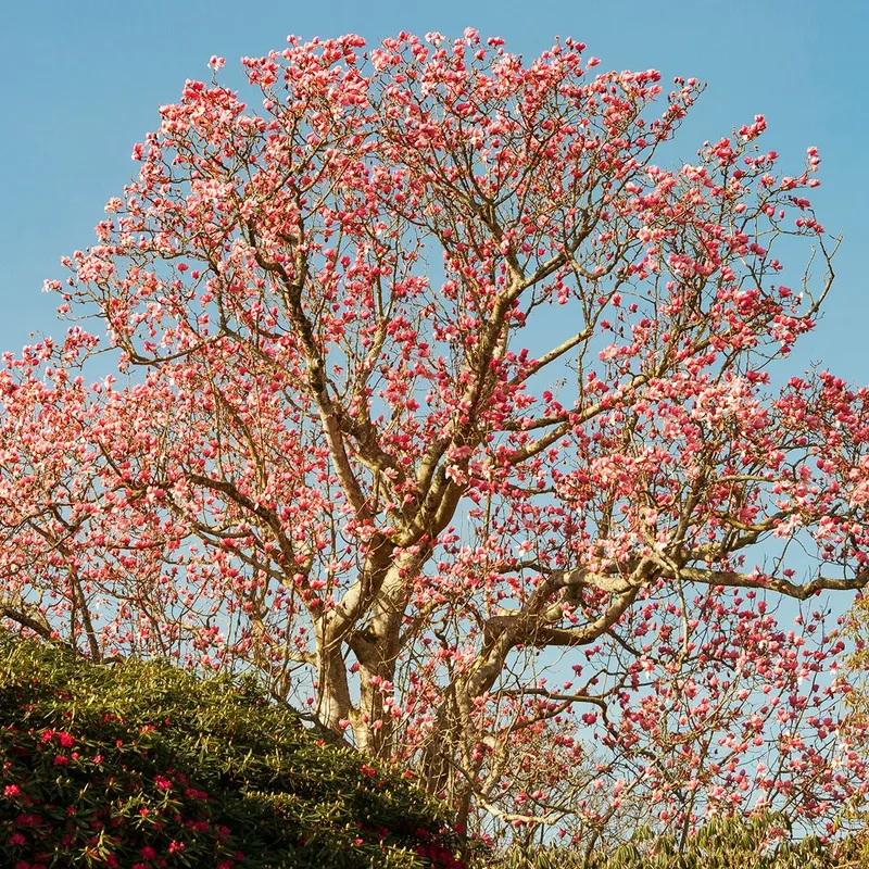 Large Magnolia tree covered in vivid pink spring blossom against a clear blue sky in Cornwall