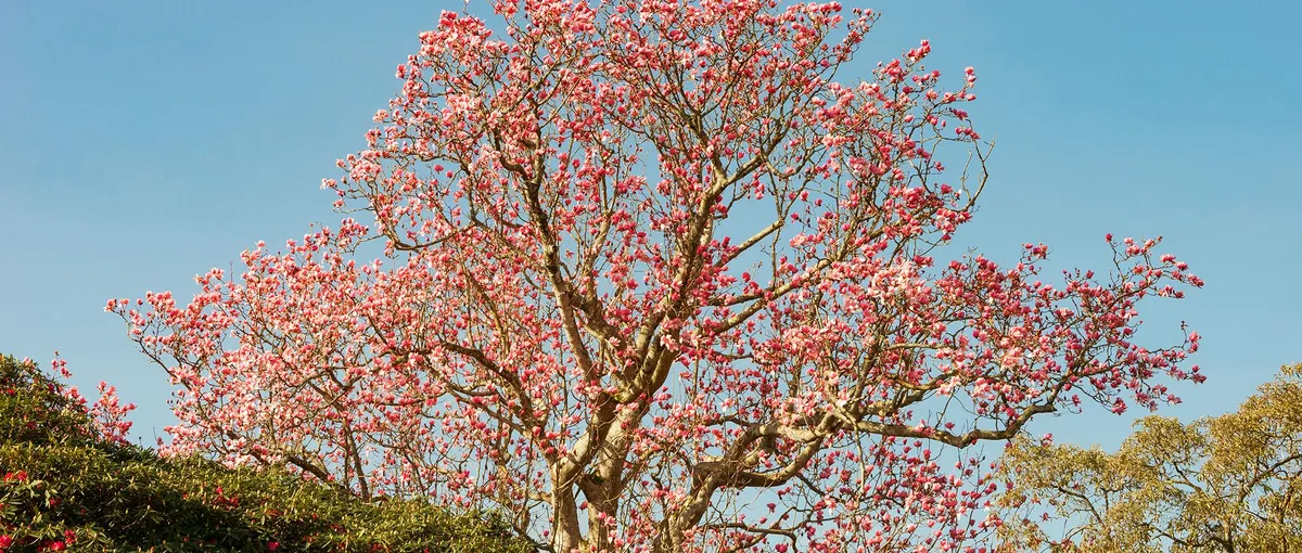 Large Magnolia tree covered in vivid pink spring blossom against a clear blue sky in Cornwall