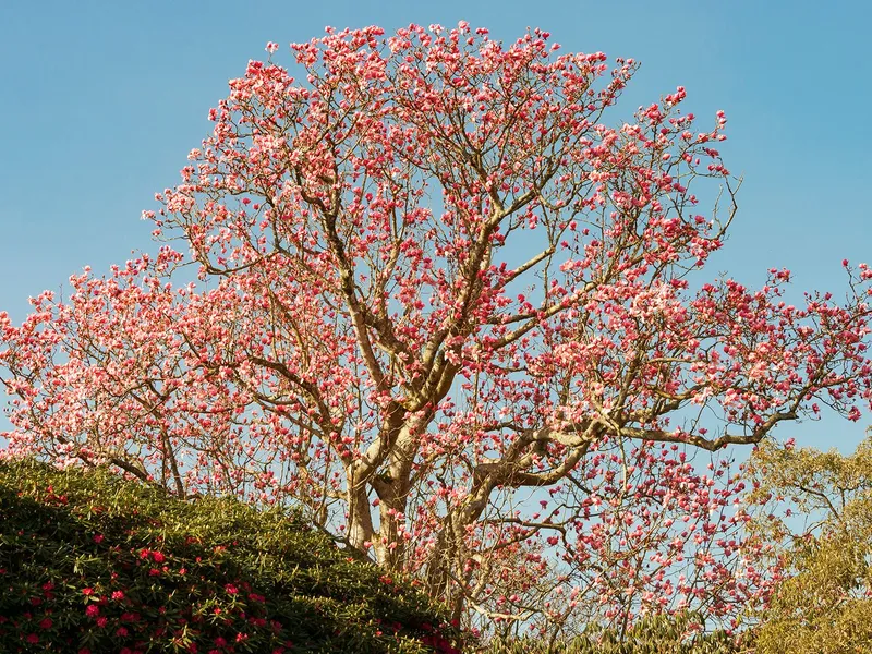 Large Magnolia tree covered in vivid pink spring blossom against a clear blue sky in Cornwall