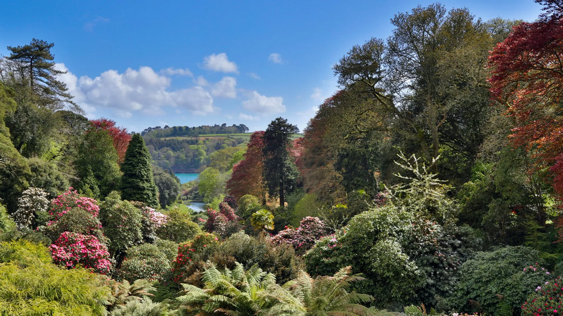 Lush Cornish garden with flowering shrubs, mature trees and a distant water view beneath a bright blue sky