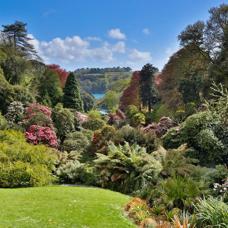 Lush Cornish garden with flowering shrubs, mature trees and a distant water view beneath a bright blue sky