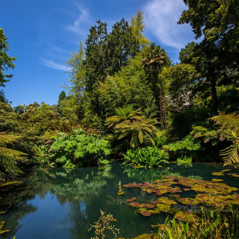 Lush tropical garden with tree ferns and broad-leaved plants surrounding a calm pond under a bright blue sky.