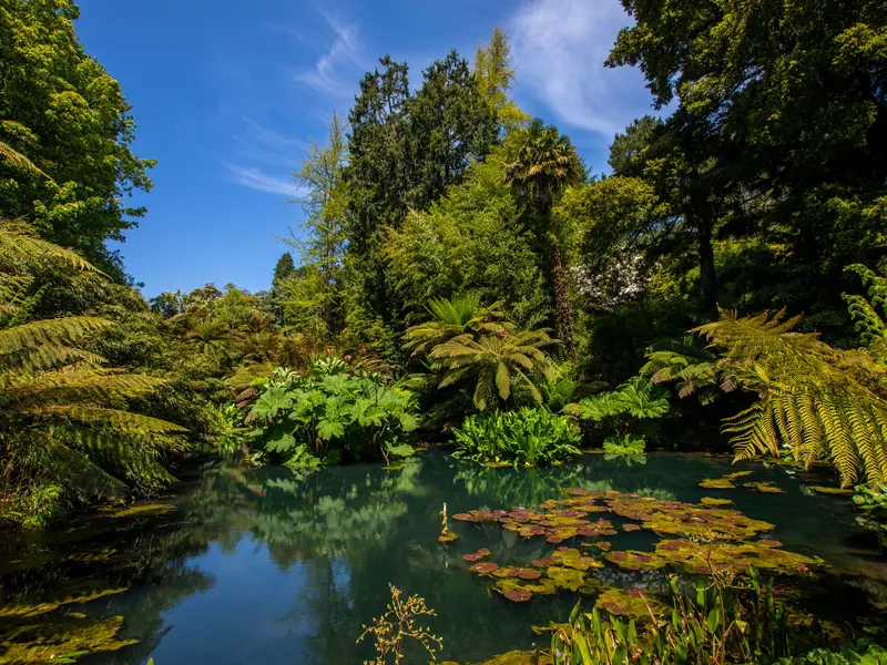Lush tropical garden with tree ferns and broad-leaved plants surrounding a calm pond under a bright blue sky.