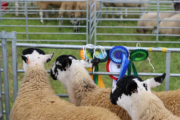 Black-and-white sheep in a pen beside prize rosettes at an agricultural show
