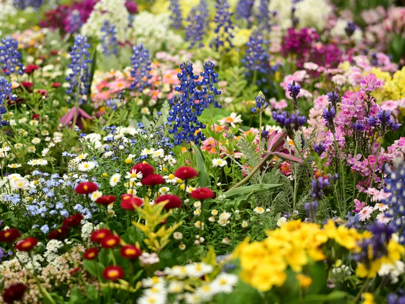 A vibrant flower garden filled with blue lupins, pink blossoms, white daisies and other colourful spring flowers.