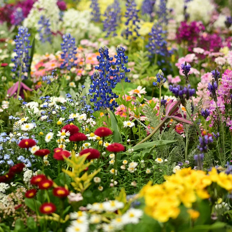 A vibrant flower garden filled with blue lupins, pink blossoms, white daisies and other colourful spring flowers.