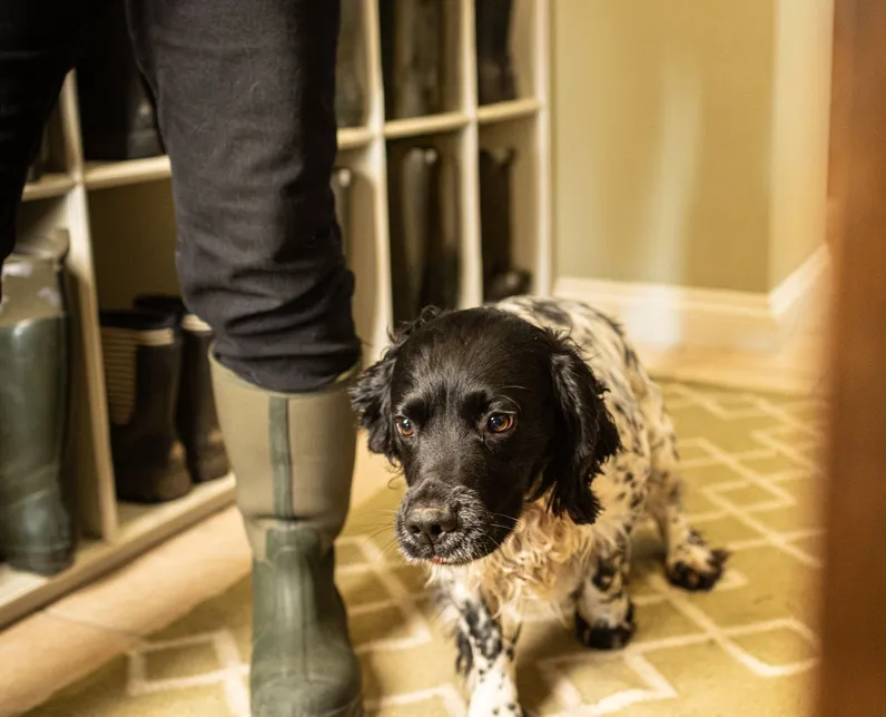 Black and white spaniel standing beside a person in green wellington boots in a hallway
