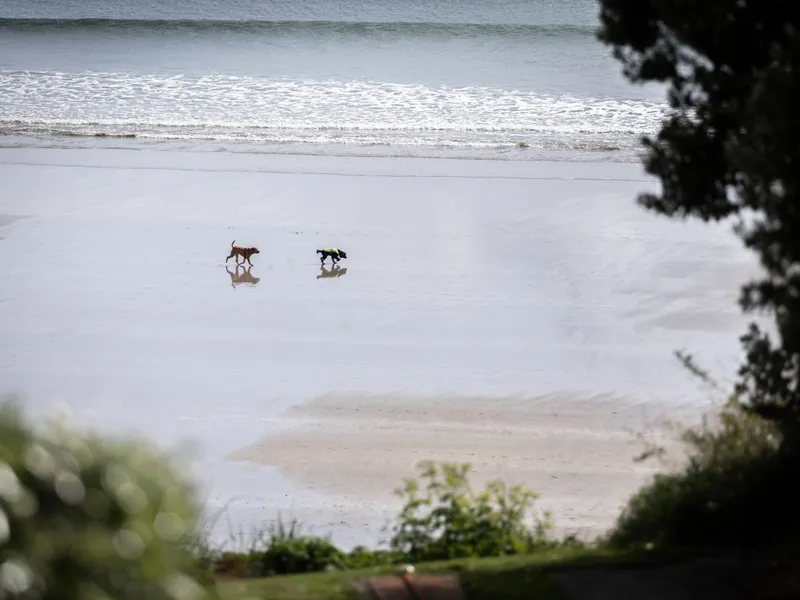 Two dogs walking across wet sand on a quiet beach with gentle waves in the background.
