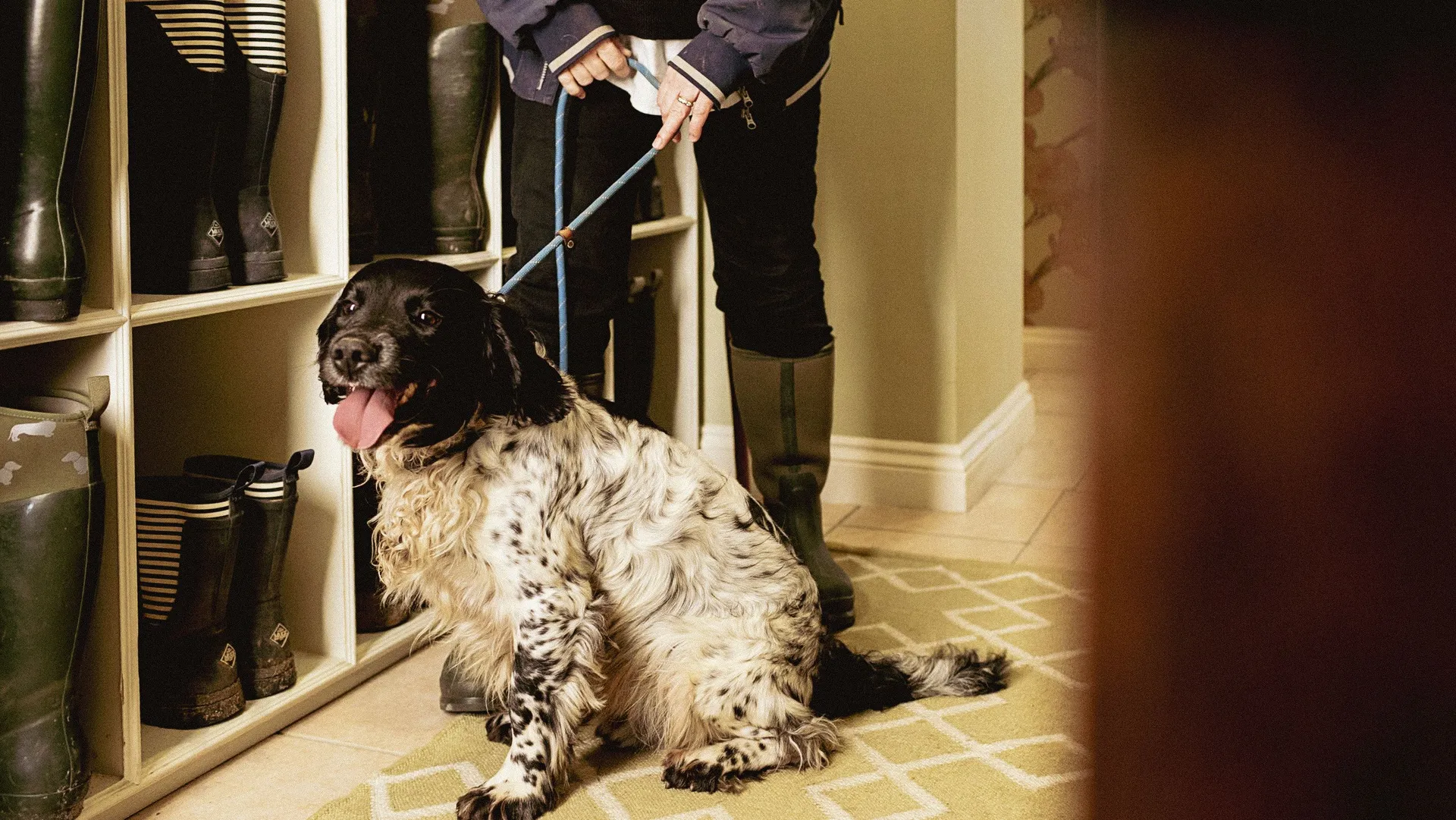 Black and white spaniel on a lead in a hallway beside a boot rack filled with wellington boots.