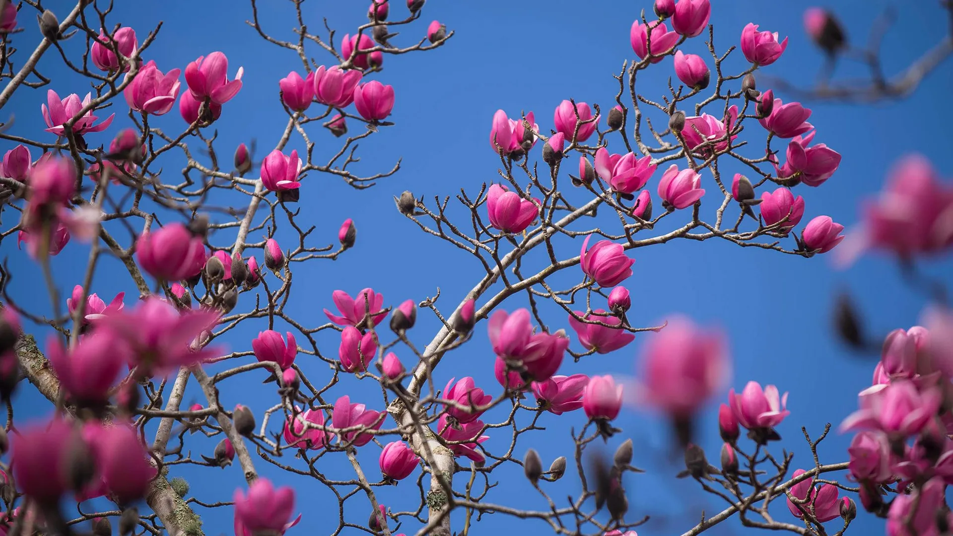 Pink magnolia blossoms on bare branches against a bright blue sky