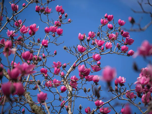 Pink magnolia blossoms on bare branches against a bright blue sky