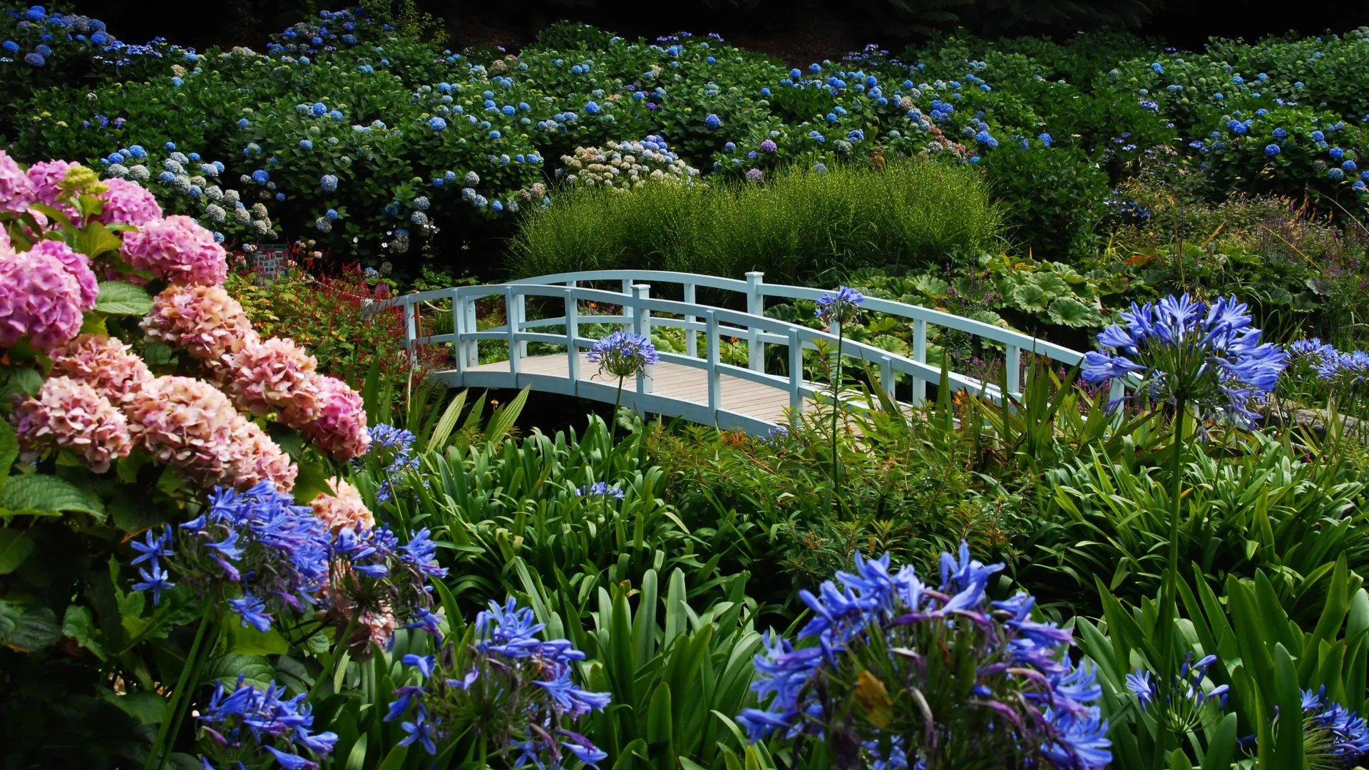 White arched footbridge in a lush garden filled with blue and pink hydrangeas and flowering plants