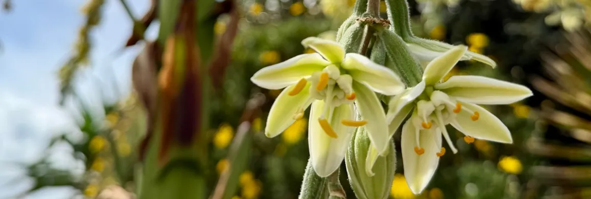 Close-up of pale green and white flowers with yellow stamens hanging from a fuzzy stem in a sunlit garden.