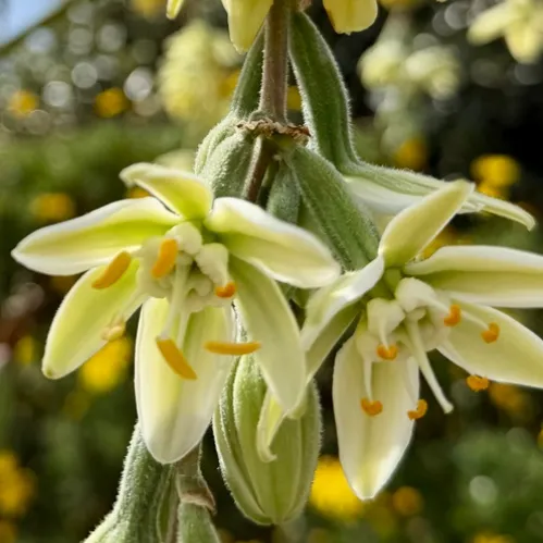 Close-up of pale green and white flowers with yellow stamens hanging from a fuzzy stem in a sunlit garden.
