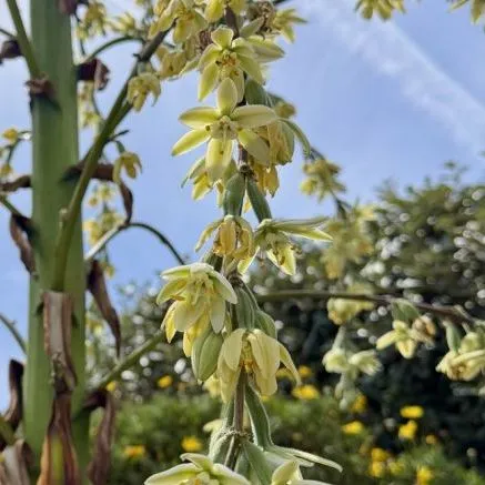 Close-up of pale yellow yucca flowers hanging from tall green stems against a blue sky