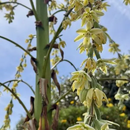 Close-up of pale yellow yucca flowers hanging from tall green stems against a blue sky