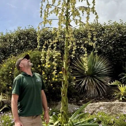 Gardener standing beside a very tall flowering succulent in a landscaped garden