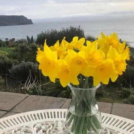 Vase of bright yellow daffodils on a white patio table overlooking a coastal garden and sea cliffs