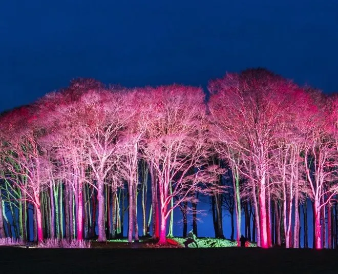 Trees illuminated with pink and green lights against a dark blue night sky