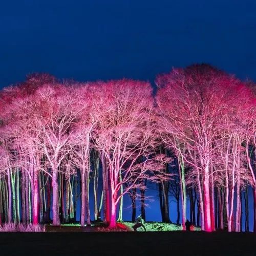 Trees illuminated with pink and green lights against a dark blue night sky
