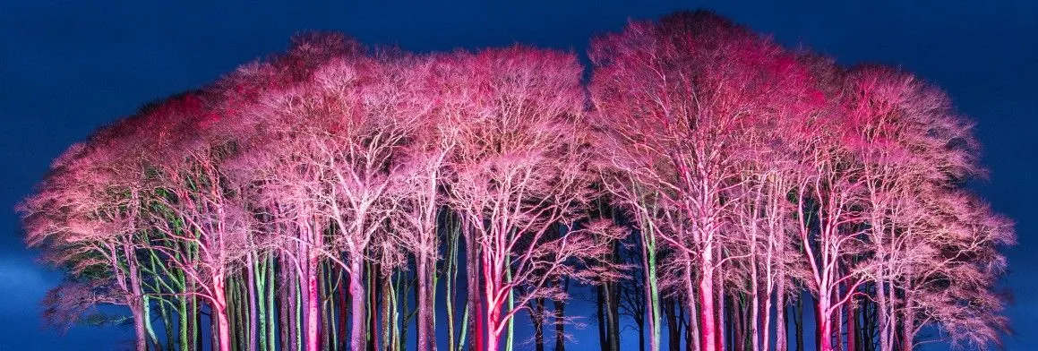 Trees illuminated in pink light against a dark blue night sky
