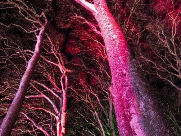Tall trees lit with vivid pink light against a dark night sky