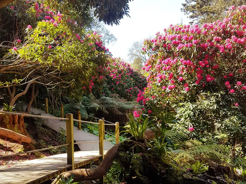 The Lost Gardens of Heligan. Wooden boardwalk winding through a lush Cornish garden with bright pink rhododendrons in bloom