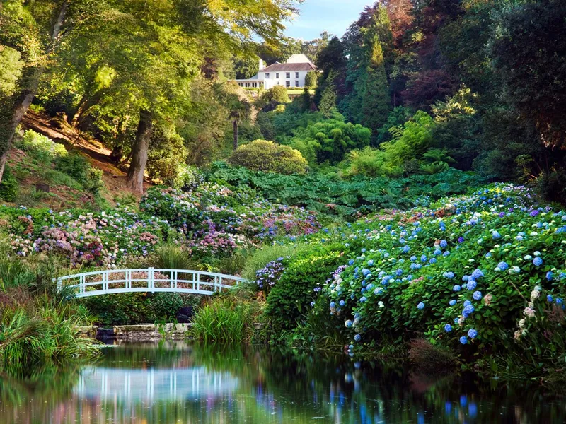 White footbridge over a calm pond in Trebah Garden, surrounded by colourful hydrangeas and lush woodland.