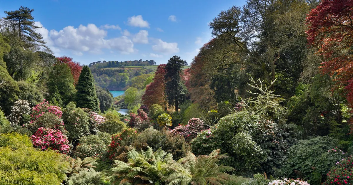 Sweeping view over a lush Cornish garden with flowering shrubs, ferns and mature trees under a bright blue sky