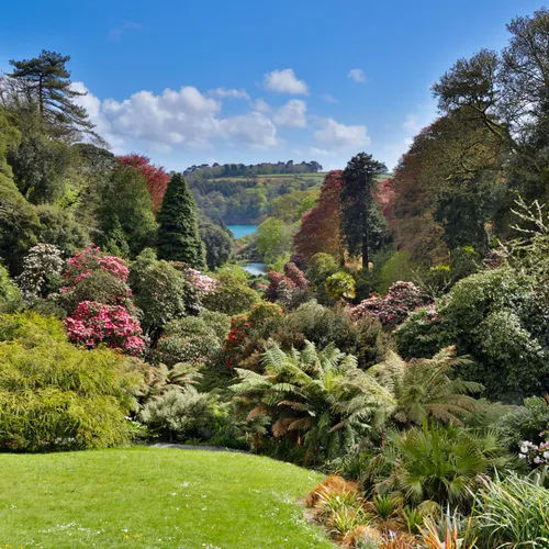 Sweeping view over a lush Cornish garden with flowering shrubs, ferns and mature trees under a bright blue sky